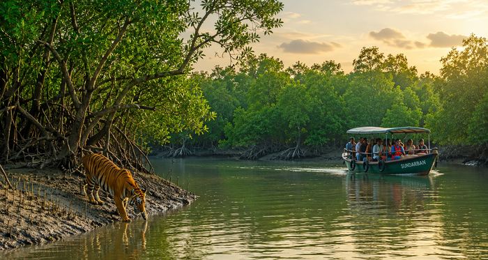 Sundarbans mangrove forest